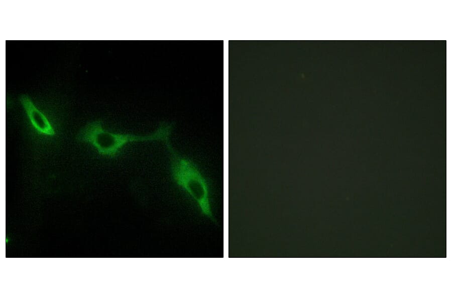 Immunofluorescence - Anti-LEG9 Antibody (C13080) - Antibodies.com