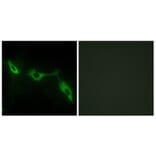 Immunofluorescence - Anti-LEG9 Antibody (C13080) - Antibodies.com