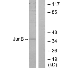 Western Blot - Anti-JunB Antibody (B7135) - Antibodies.com