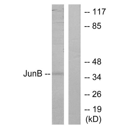 Western Blot - Anti-JunB Antibody (B7135) - Antibodies.com