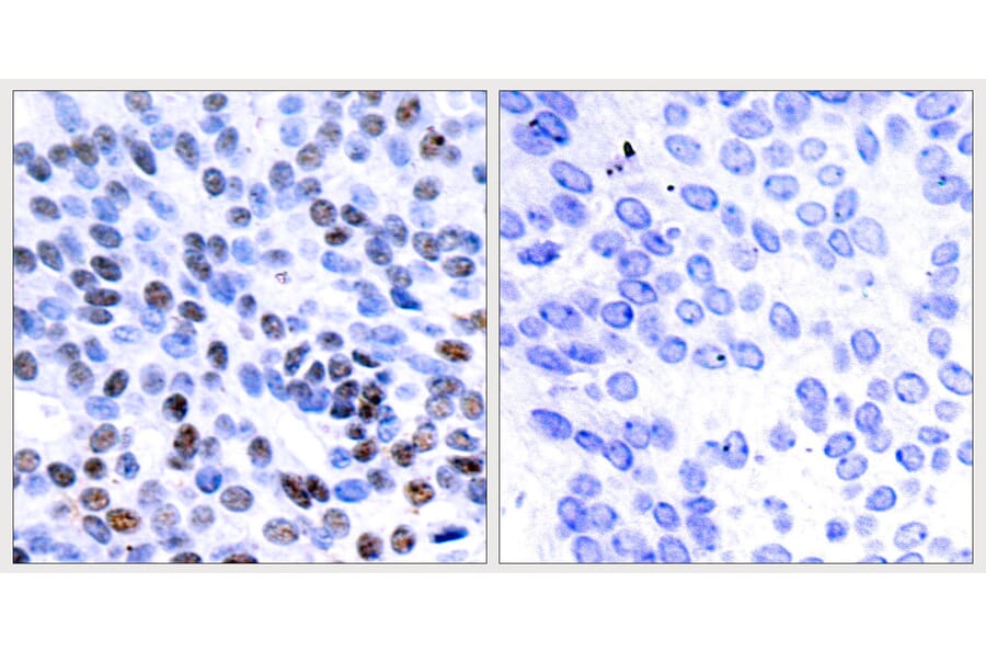 Immunohistochemistry - Anti-JunB Antibody (B7135) - Antibodies.com