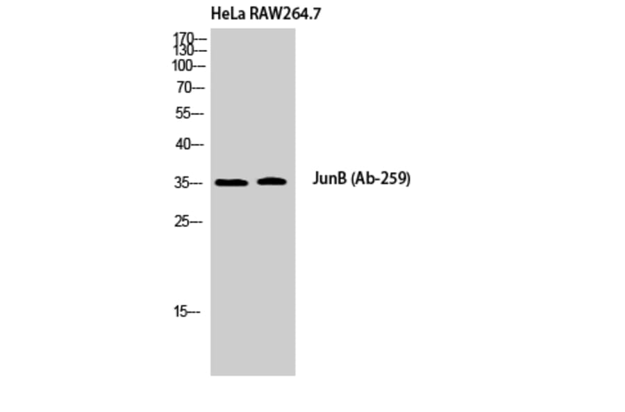 Western Blot - Anti-JunB Antibody (B7135) - Antibodies.com