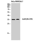 Western Blot - Anti-JunB Antibody (B7135) - Antibodies.com