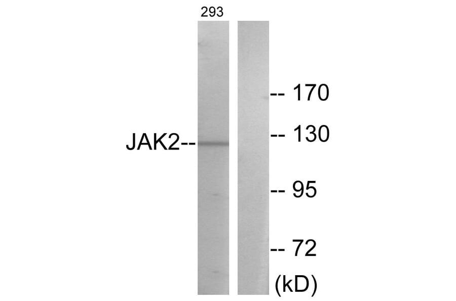 Western Blot - Anti-JAK2 Antibody (B0499) - Antibodies.com
