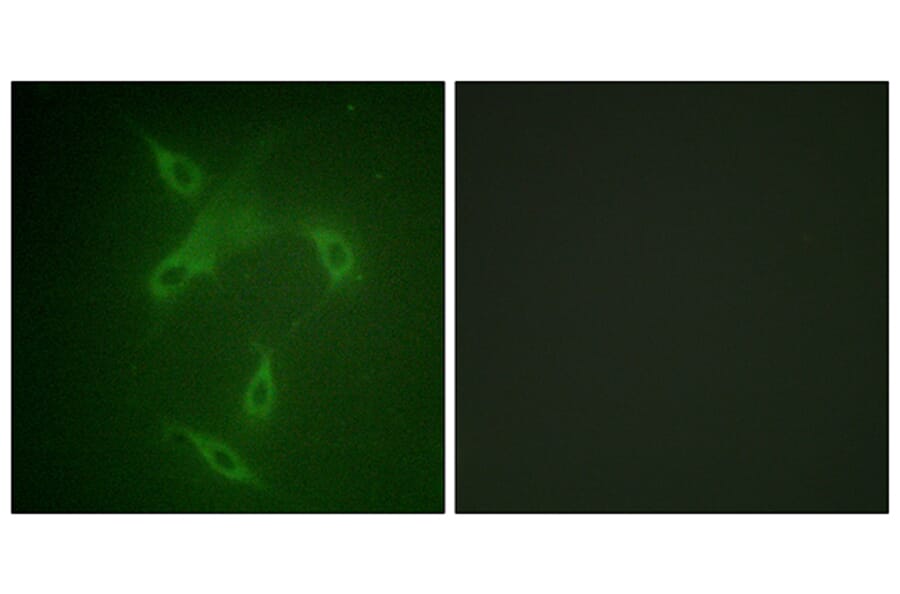 Immunofluorescence - Anti-JAK2 Antibody (B0499) - Antibodies.com