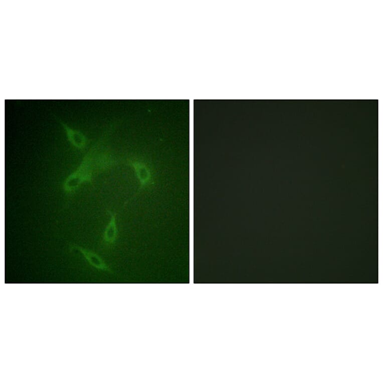 Immunofluorescence - Anti-JAK2 Antibody (B0499) - Antibodies.com