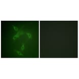 Immunofluorescence - Anti-JAK2 Antibody (B0499) - Antibodies.com