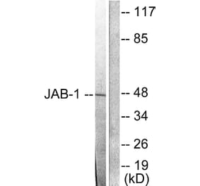 Western Blot - Anti-JAB1 Antibody (C0237) - Antibodies.com