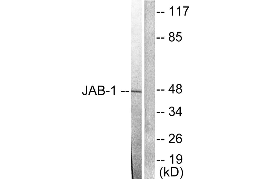 Western Blot - Anti-JAB1 Antibody (C0237) - Antibodies.com