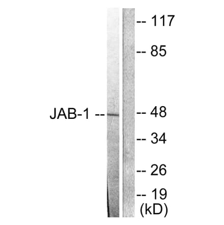 Western Blot - Anti-JAB1 Antibody (C0237) - Antibodies.com