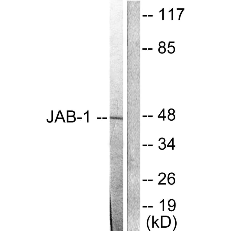 Western Blot - Anti-JAB1 Antibody (C0237) - Antibodies.com