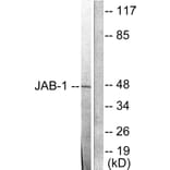 Western Blot - Anti-JAB1 Antibody (C0237) - Antibodies.com