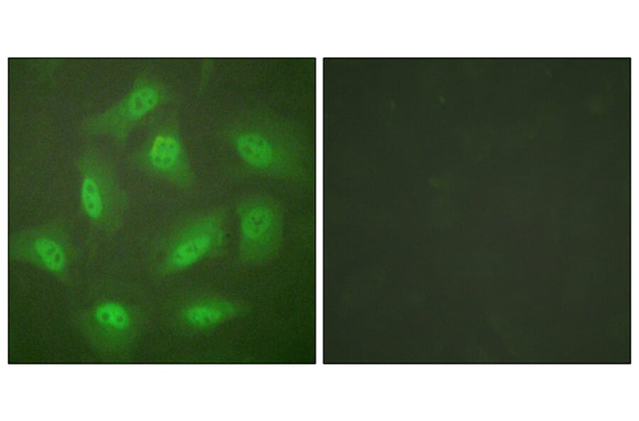 Immunofluorescence - Anti-JAB1 Antibody (C0237) - Antibodies.com