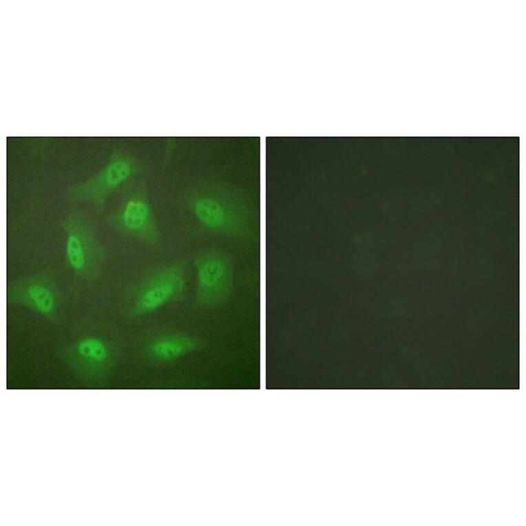 Immunofluorescence - Anti-JAB1 Antibody (C0237) - Antibodies.com