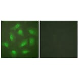 Immunofluorescence - Anti-JAB1 Antibody (C0237) - Antibodies.com