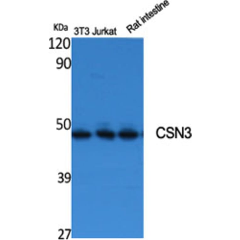 Western Blot - Anti-JAB1 Antibody (C0237) - Antibodies.com