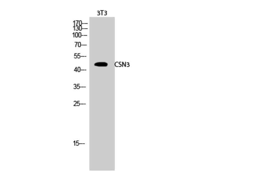 Western Blot - Anti-JAB1 Antibody (C0237) - Antibodies.com