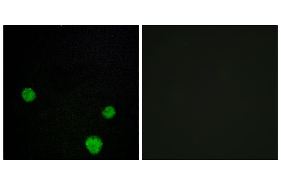 Immunofluorescence - Anti-HLX1 Antibody (C11046) - Antibodies.com
