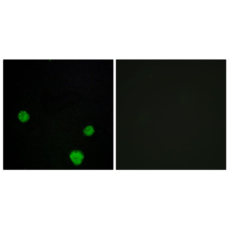 Immunofluorescence - Anti-HLX1 Antibody (C11046) - Antibodies.com