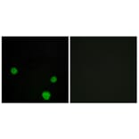Immunofluorescence - Anti-HLX1 Antibody (C11046) - Antibodies.com