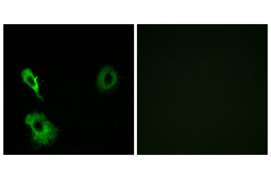 Immunofluorescence - Anti-GRM7 Antibody (G367) - Antibodies.com