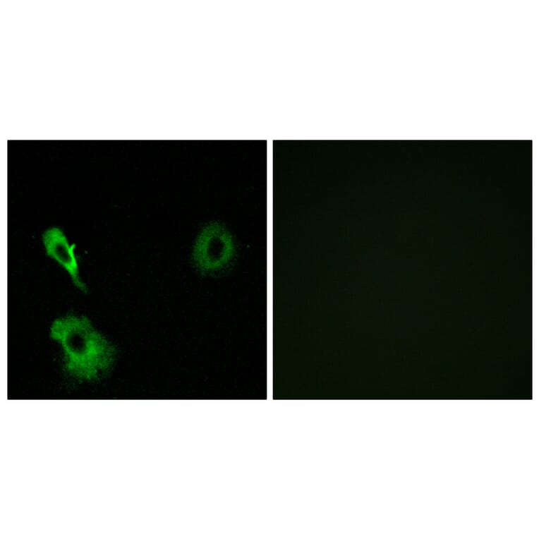 Immunofluorescence - Anti-GRM7 Antibody (G367) - Antibodies.com