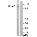 Western Blot - Anti-GRM7 Antibody (G367) - Antibodies.com