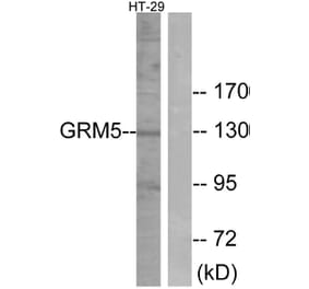Western Blot - Anti-GRM5 Antibody (G365) - Antibodies.com