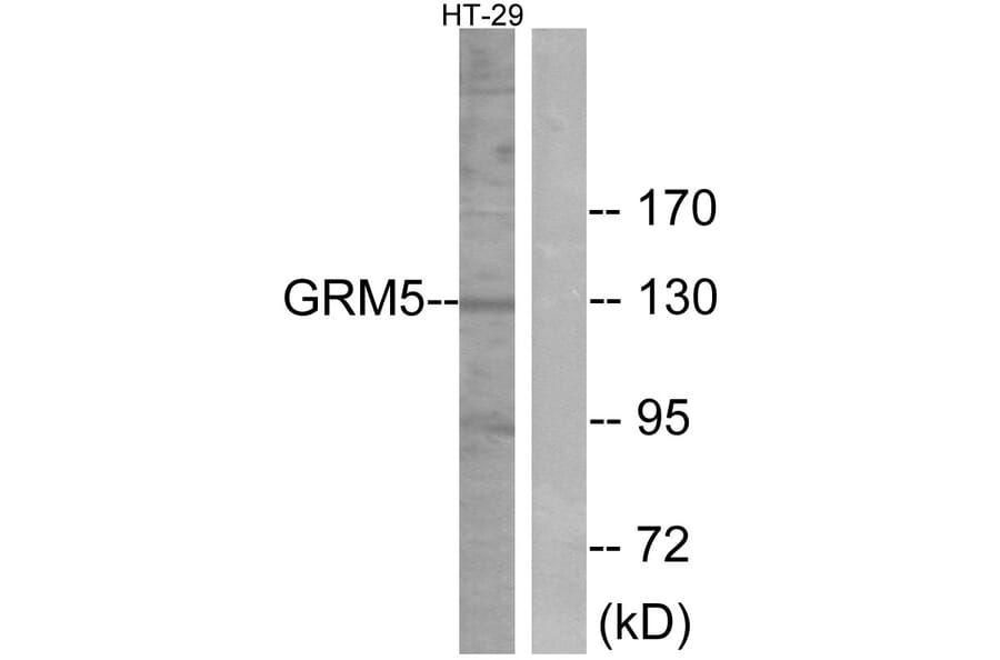 Western Blot - Anti-GRM5 Antibody (G365) - Antibodies.com