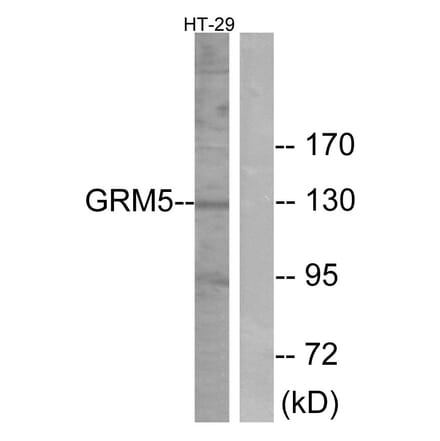 Western Blot - Anti-GRM5 Antibody (G365) - Antibodies.com