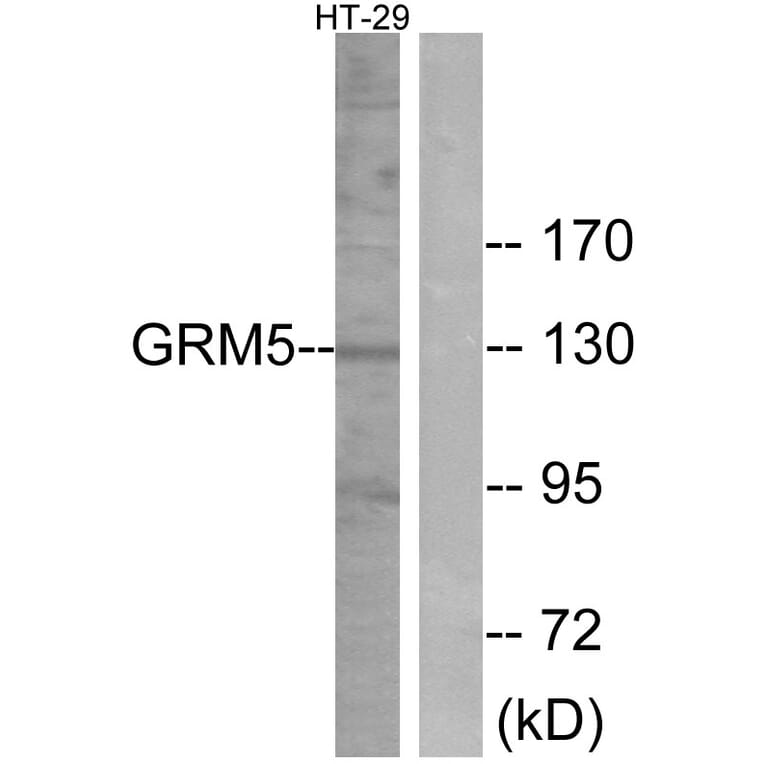 Western Blot - Anti-GRM5 Antibody (G365) - Antibodies.com