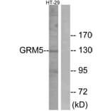 Western Blot - Anti-GRM5 Antibody (G365) - Antibodies.com