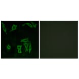 Immunofluorescence - Anti-GRM5 Antibody (G365) - Antibodies.com