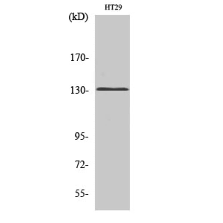 Western Blot - Anti-GRM5 Antibody (G365) - Antibodies.com