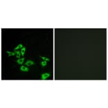 Immunofluorescence - Anti-FZD8 Antibody (G113) - Antibodies.com
