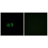 Immunofluorescence - Anti-FZD5 Antibody (G259) - Antibodies.com