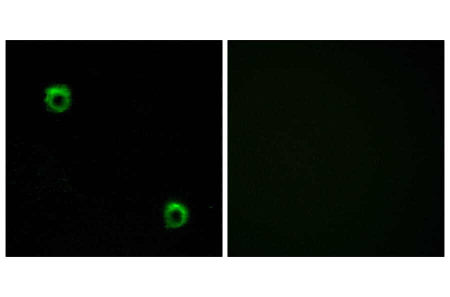 Immunofluorescence - Anti-FZD2 Antibody (G107) - Antibodies.com