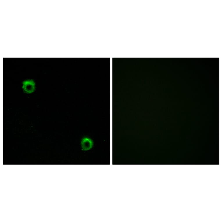 Immunofluorescence - Anti-FZD2 Antibody (G107) - Antibodies.com