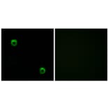 Immunofluorescence - Anti-FZD2 Antibody (G107) - Antibodies.com