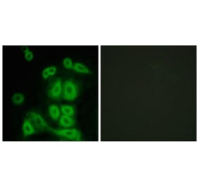 Immunofluorescence - Anti-FXR2 Antibody (C10675) - Antibodies.com