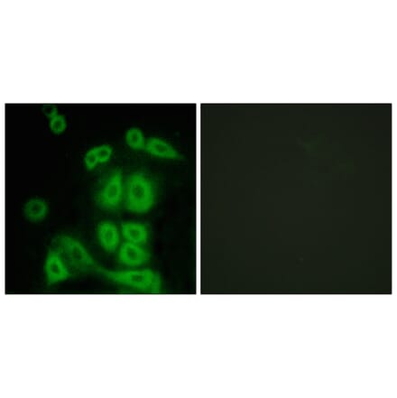 Immunofluorescence - Anti-FXR2 Antibody (C10675) - Antibodies.com