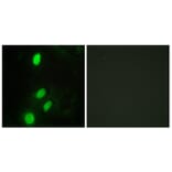 Immunofluorescence - Anti-ETV6 Antibody (C10593) - Antibodies.com