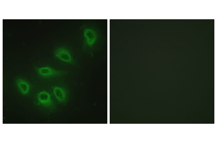 Immunofluorescence - Anti-eNOS Antibody (B1146) - Antibodies.com