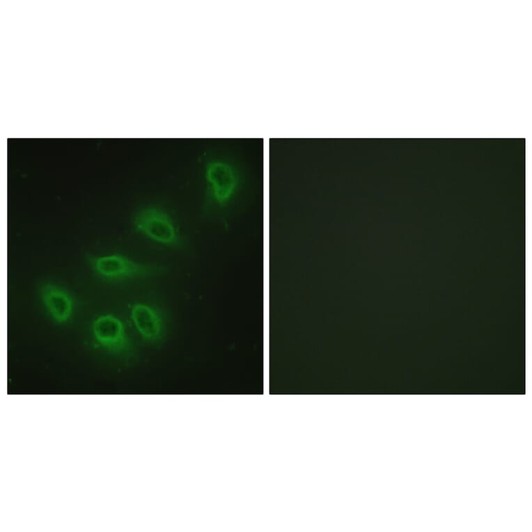 Immunofluorescence - Anti-eNOS Antibody (B1146) - Antibodies.com