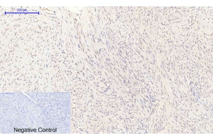 Immunohistochemistry - Anti-eNOS Antibody (B1146) - Antibodies.com