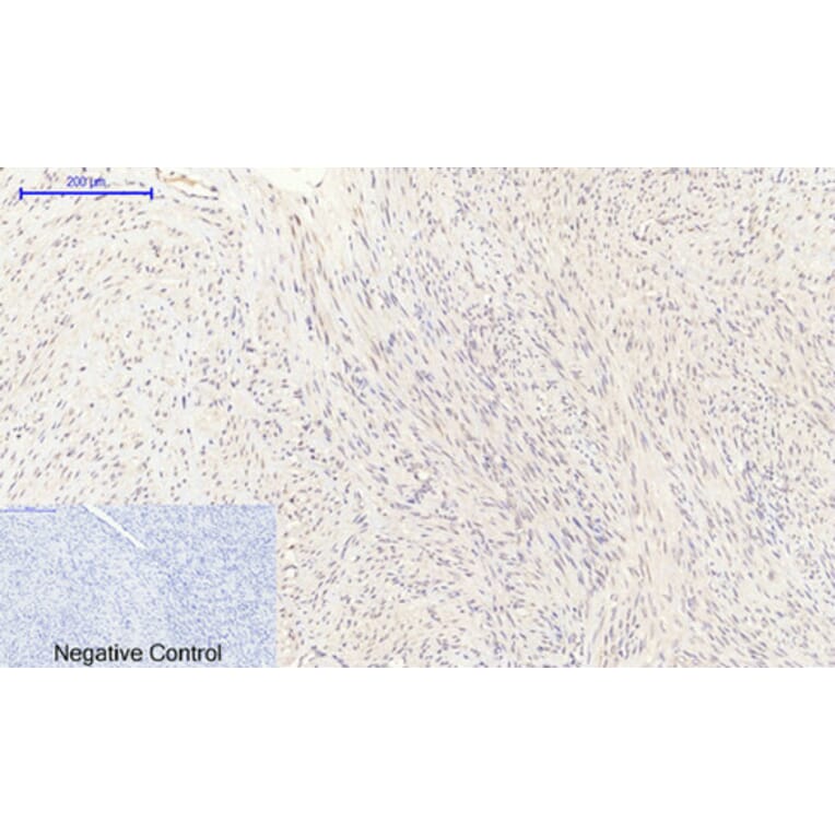 Immunohistochemistry - Anti-eNOS Antibody (B1146) - Antibodies.com