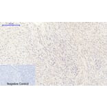 Immunohistochemistry - Anti-eNOS Antibody (B1146) - Antibodies.com