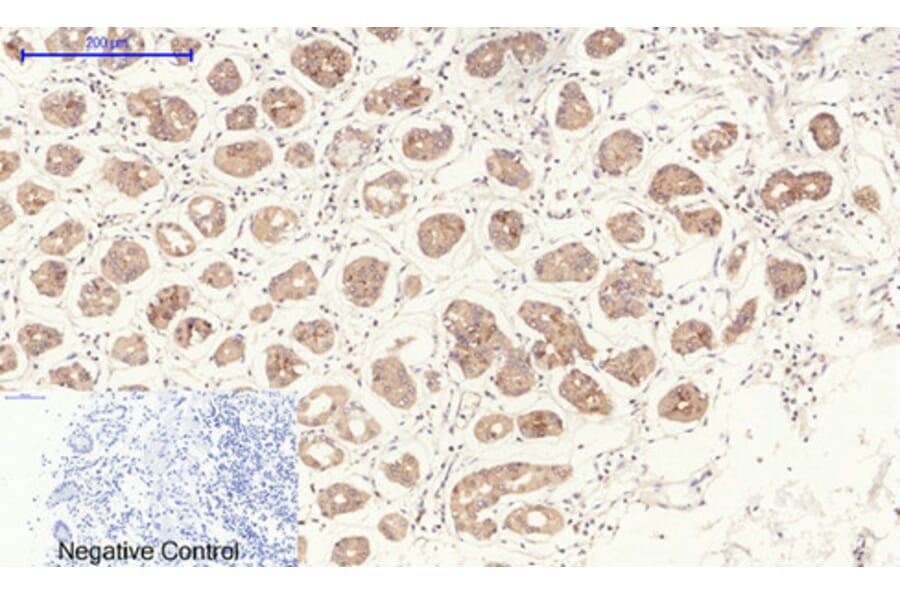 Immunohistochemistry - Anti-eNOS Antibody (B1146) - Antibodies.com