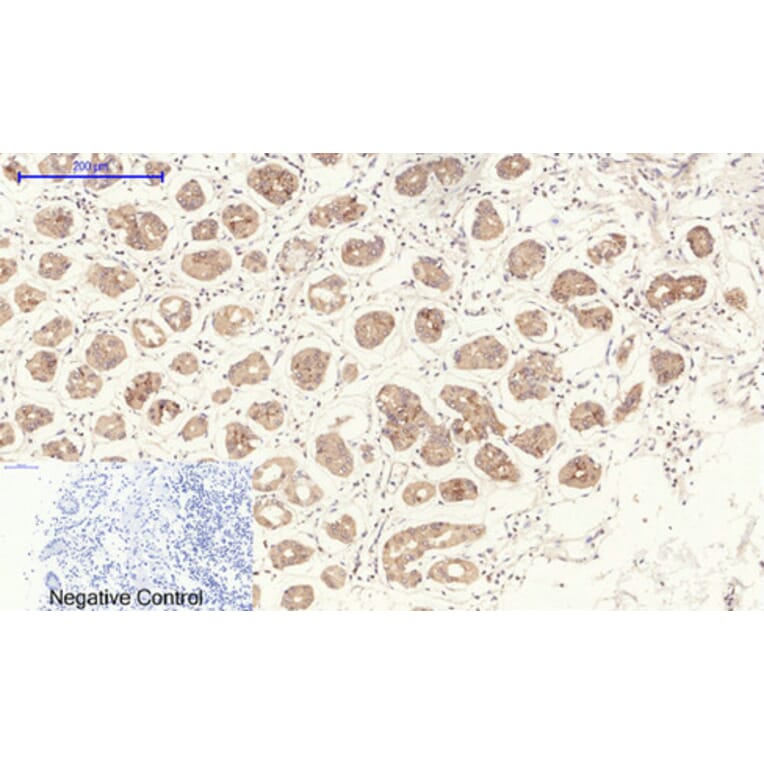 Immunohistochemistry - Anti-eNOS Antibody (B1146) - Antibodies.com