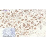 Immunohistochemistry - Anti-eNOS Antibody (B1146) - Antibodies.com